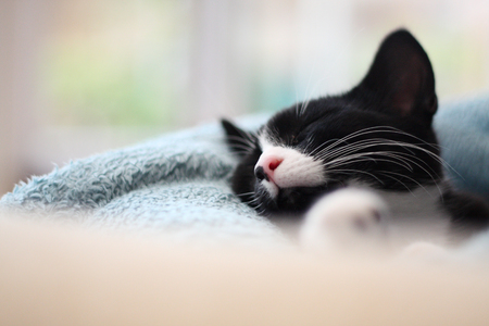 3-month old kitten napping on sofa in conservatory near window. Black and white British short-hair moggie. Indoors. Shallow depth of field. Subtle non-destructive processing so user can adjust as requiredの写真素材