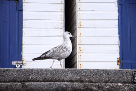 Young Herring gull walking past beach huts at British seasideの写真素材
