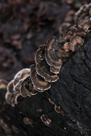 Bracket fungus grows on bark in woodlandの写真素材