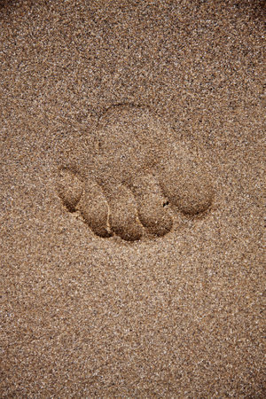 One footprint in wet sandの写真素材