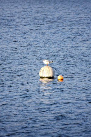 Gull perched on buoy in blue waterの写真素材