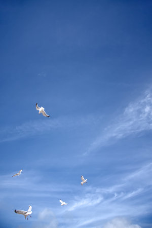 seagulls flying high in beautiful bright blue summer sky in this seaside holiday scene as they fight for food.の写真素材