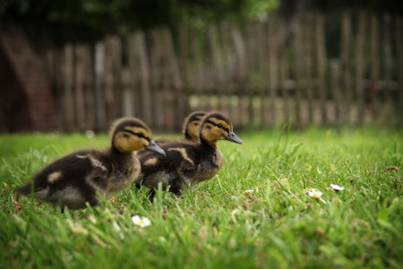 Three brown ducklings appear to race each other in the green grassの写真素材