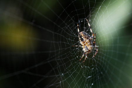 garden cross spider, araneus diadematus, at the centre of its web against a dark, blurry background. A similar image with soft focused spider is also available.の写真素材