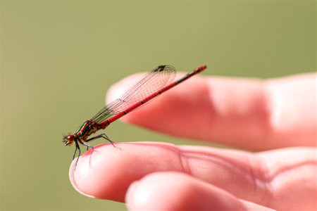 Dragonfly on childs hand. Close up nature photo of british wildlife. This red darter was found in a Worcestershire garden in the UKの写真素材