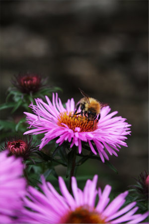 Bee on a pink flower. Native to British Isles. Photograph taken in Yorkshire, UKの写真素材