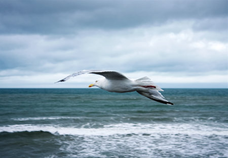 Herring gull in flight with rough sea and cloudy sky in background.の写真素材