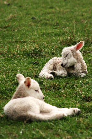 Worcestershire countryside, UK. Spring lambs, newly born, slumbering in field. Mother is out of shot.の写真素材