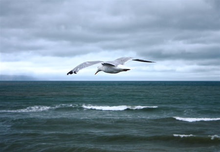 Seagull flies in a cloudy sky above the rough sea looking to catch fish below. Devon, UKの写真素材