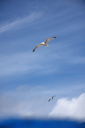 Seagulls flying high in beautiful bright blue summer sky in this seaside holiday scene. A windbreak is blurred in the foreground.の写真素材