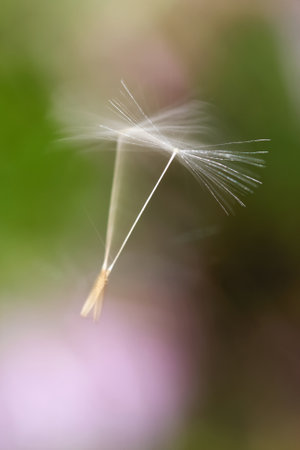 close up of a beautiful dandelion seed dancing in the breeze on a background of pink and green colours of the gardenの写真素材