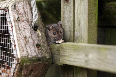 This wood mouse was helping itself to nuts from the bird feeder. Photograph taken in back garden in Worcestershire, UK in Marchの写真素材