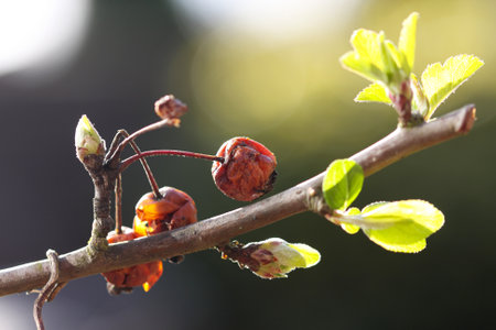 Close up on branch of crab apple tree in early spring light. Season changes from winter to spiring. A few apples remain, withered by winter, as new green shoots of early spring, in February, appear on branchの写真素材