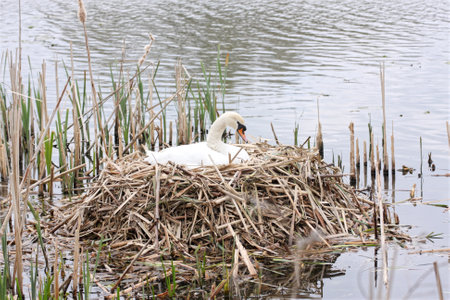 This mother mute swan, Cygnus olor, is incubating her eggs in a nest built near the water of a lake. Picture taken in April Staffordshire, UKの写真素材