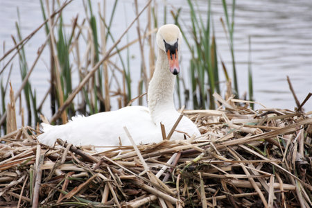 This mother mute swan, Cygnus olor, is incubating her eggs in a nest built near the water of a lake. Picture taken in April Staffordshire, UKの写真素材