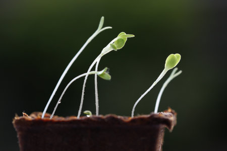 Lettuce seedlings grow towards lightの写真素材
