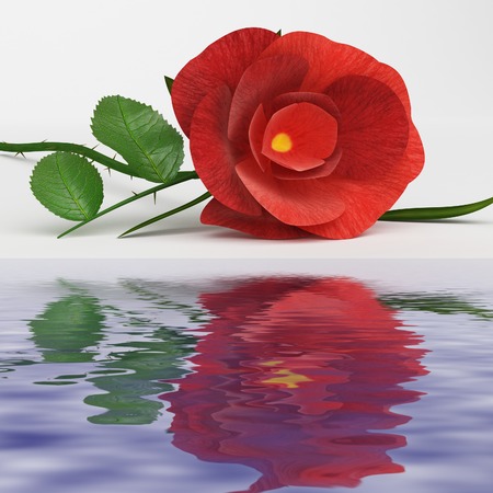 Reflection Rose Meaning Find Love And Tendernessの写真素材
