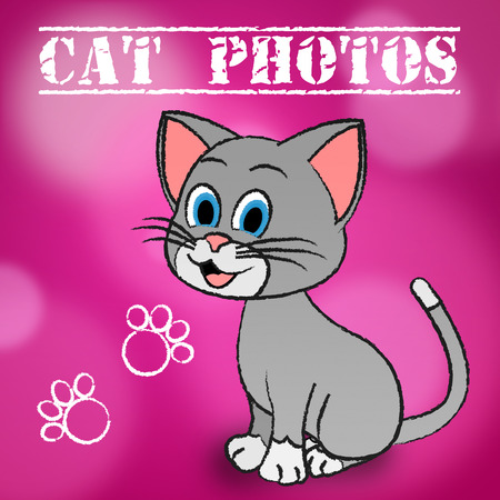 Cat Photos Meaning Cameras Pictures And Snapshots