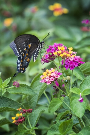 Spicebush Swallowtail on Lantanaの写真素材