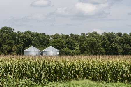 Farm storage bins at the edge of a corn fieldの写真素材