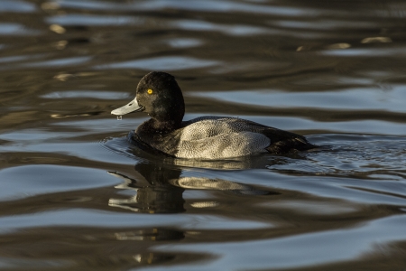 A lesser scaup drake swimming in late afternoon sunlightの写真素材