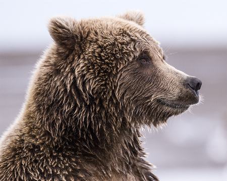 Close-up profile of a coastal brown bear at Lake Clark NP, Alaskaの写真素材
