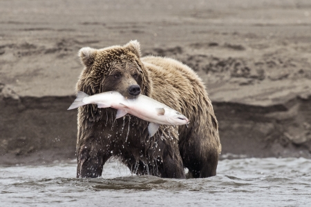 A coastal brown bear holds a freshly caught salmon in its mouth at Lake Clark NP, Alaskaの写真素材
