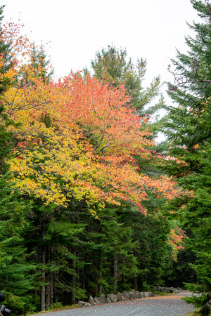 A road in Acadia National Park bordered by trees showing their fall color.の写真素材