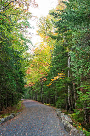 A road in Acadia National Park bordered by trees showing their fall color.の写真素材