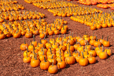 Orange pumpkins displayed for sale at a market in Georgia.の写真素材