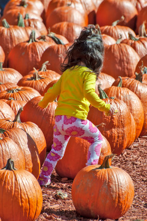 A young girl frolics among pumpkins displayed at a Georgia roadside market.の写真素材