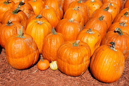 Large and mini-pumpkins displayed for sale at a Georgia roadside market.の写真素材