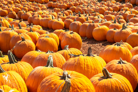 Large orange pumpkins for sale at a Georgia market.の写真素材