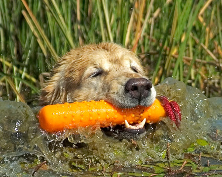 Golden Retriever swimming with an orange bumper during a retrieving training sessionの写真素材