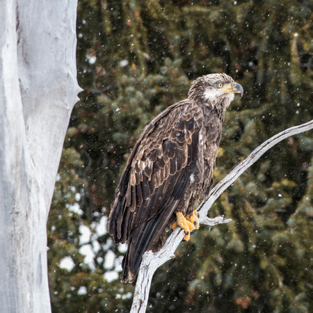 An immature bald eagle perches on a tree limb in falling snow in Grand Teton National Park near...