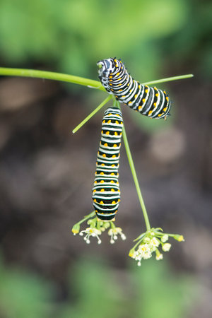 A pair of black swallowtail caterpillars feeding on the flowers of a dill plant in a back yard...