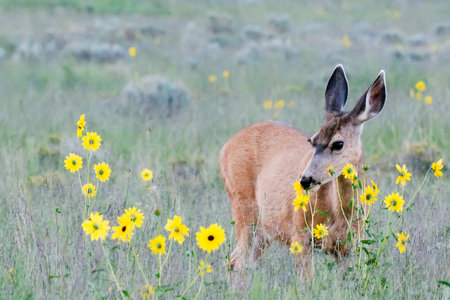 A mule deer doe nibbles on a prairie sunflower near Great Sand Dunes NP in Coloradoの写真素材