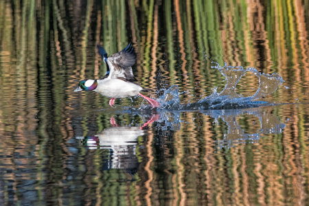 Bufflehead Drake running across the surface of a pond to take offの写真素材