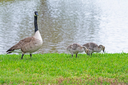 Canada Goose watching over two goslings as they feed along the shore of a lake