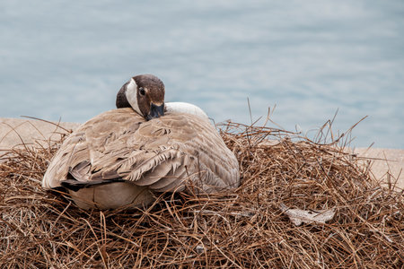 Canada Goose on Nest in Urban Environmentの写真素材