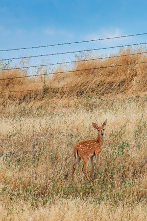 Mule deer fawn standing on a grassy hillside in the Palouse area of Washington Stateの写真素材