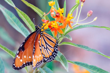 Queen butterfly on milkweed with ladybug in background