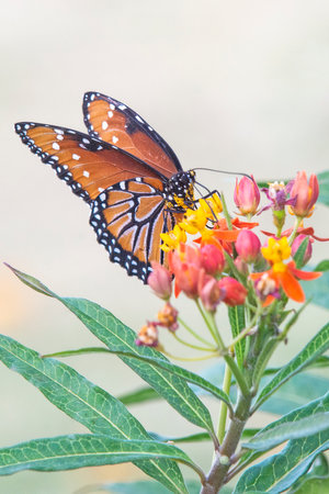 Queen butterfly feeding on milkweed blossomsの写真素材