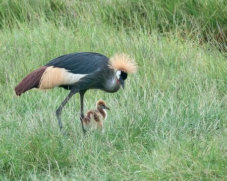 Gray crowned crane with chick feeding on grass in the Serengetiの写真素材