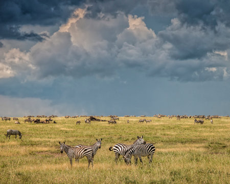 Zebras standing in the Serengeti during the annual migrationの写真素材