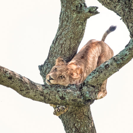 Lioness resting in a tree in the Serengetiの写真素材