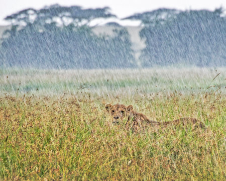 Lioness caught in a rainstorm in the Serengetiの写真素材