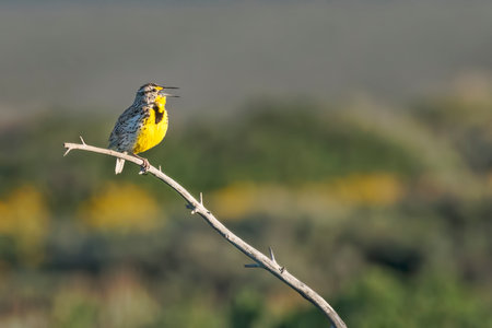 Western meadowlark singing in the morning while perched on a small branch in Grand Teton National Parkの写真素材