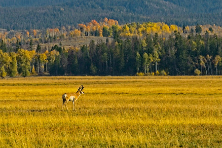 Pronghorn standing in grassy field in Grand Teton National Parkの写真素材