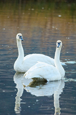 Trumpeter swan pair swimming on small pond near Jackson, Wyomingの写真素材